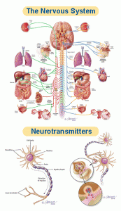 Neuroendocrine program